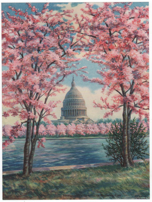 The Capitol in Blossom Time